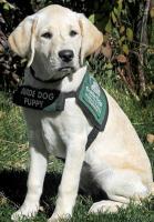 Guide Puppy